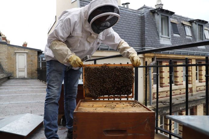 L’apiculteur inspecte les ruchers. Les ruches de la Sorbonne.