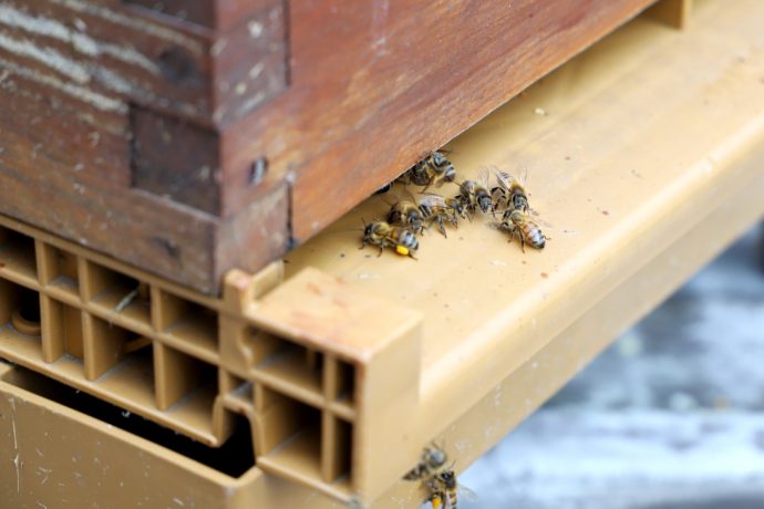 Les abeilles, chargées de pollen, reviennent à la ruche. Les ruches de la Sorbonne.